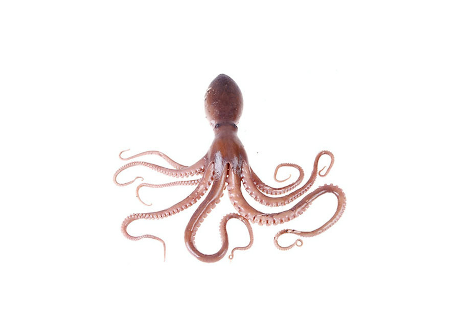 Bạch tuột nhỏ (16-20 con) loại 1kg